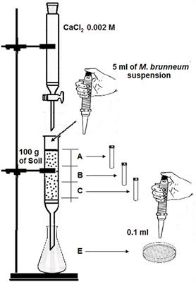 Metarhizium brunneum (Ascomycota; Hypocreales) Treatments Targeting Olive Fly in the Soil for Sustainable Crop Production